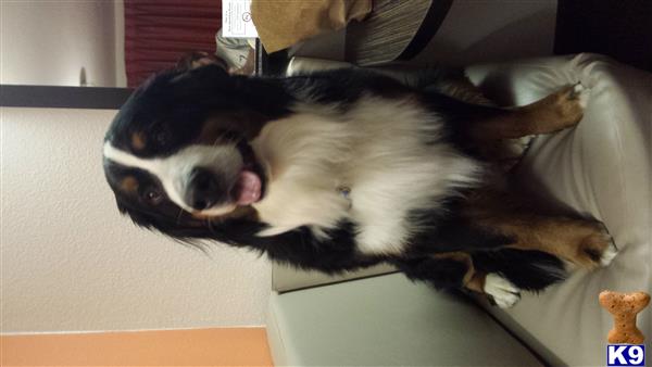 Bernese123 Picture 2